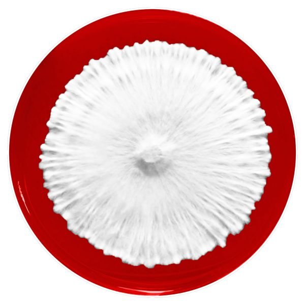 mycelium growth on red agar