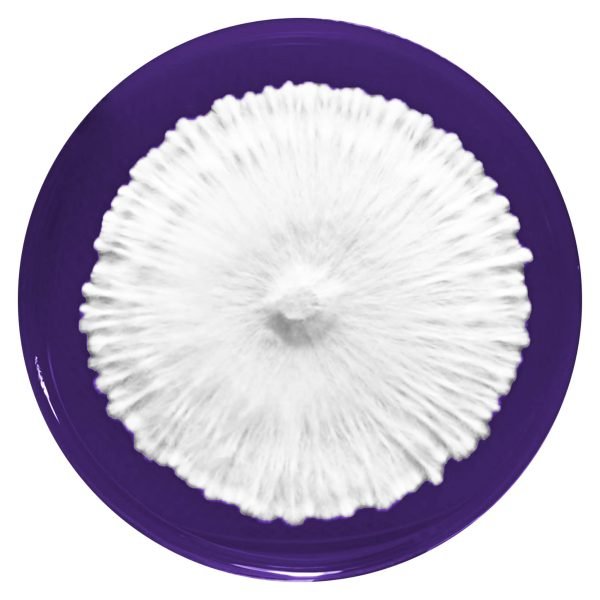 Mycelium Growth in agar from amazon mushroom spore