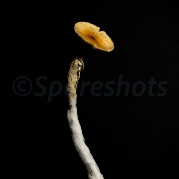 Mazatapec Spore Print - Image 2