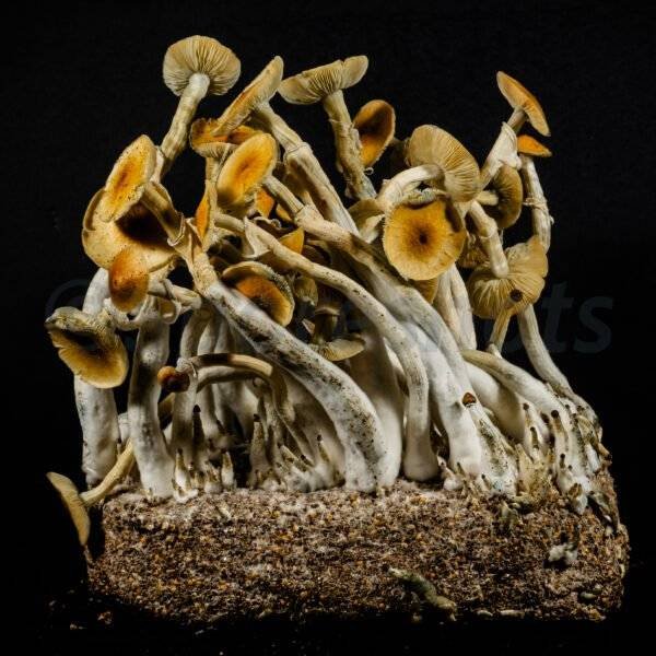 Mazatapec Spore Print - Image 4