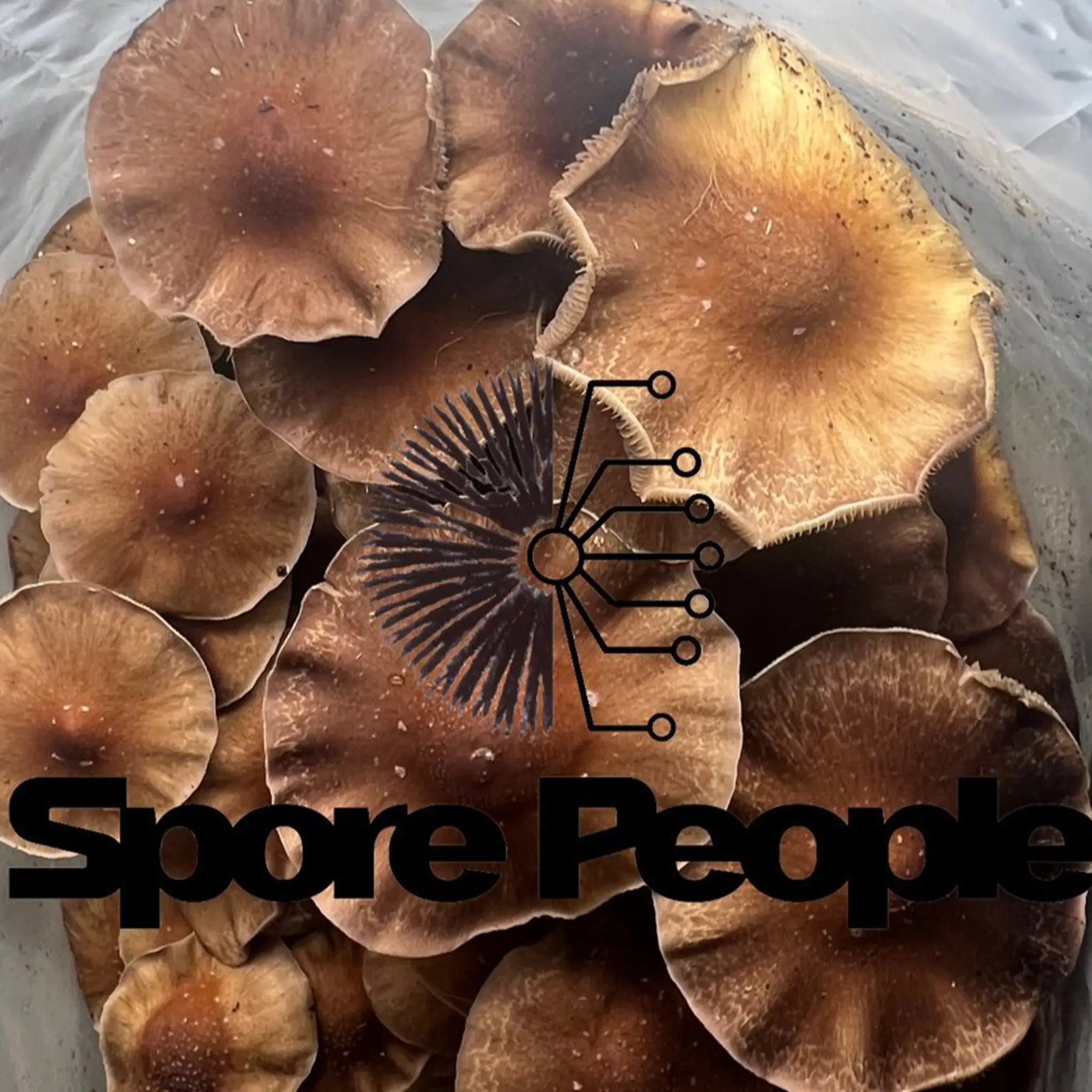 The Truth about Landrace Strains & The Purple Mystic Mushroom