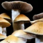 jedi mind fuck mushroom