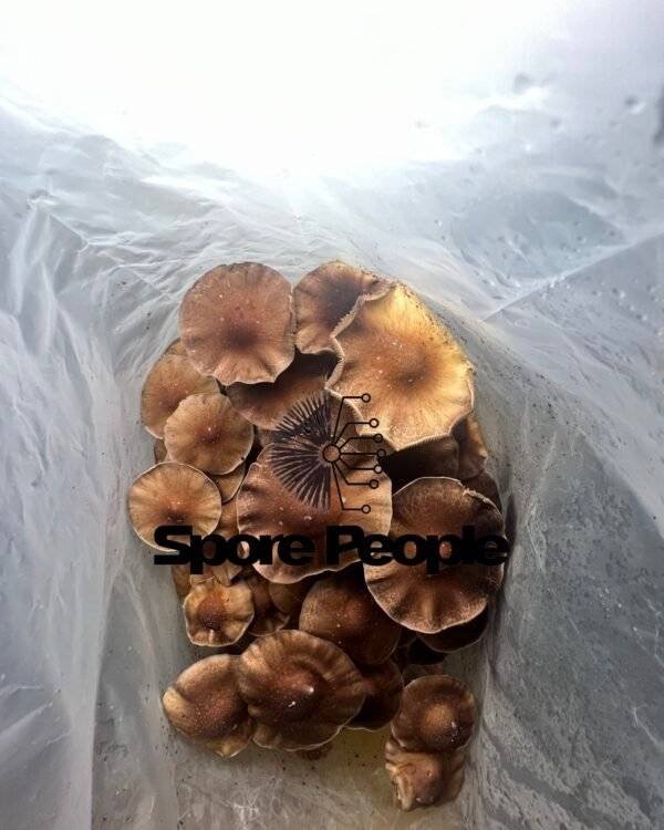 Mazatapec Spore Print - Image 3