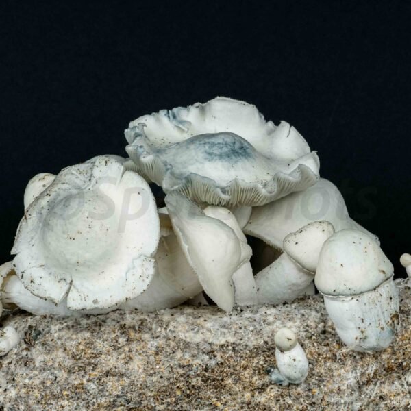 shakti mushroom