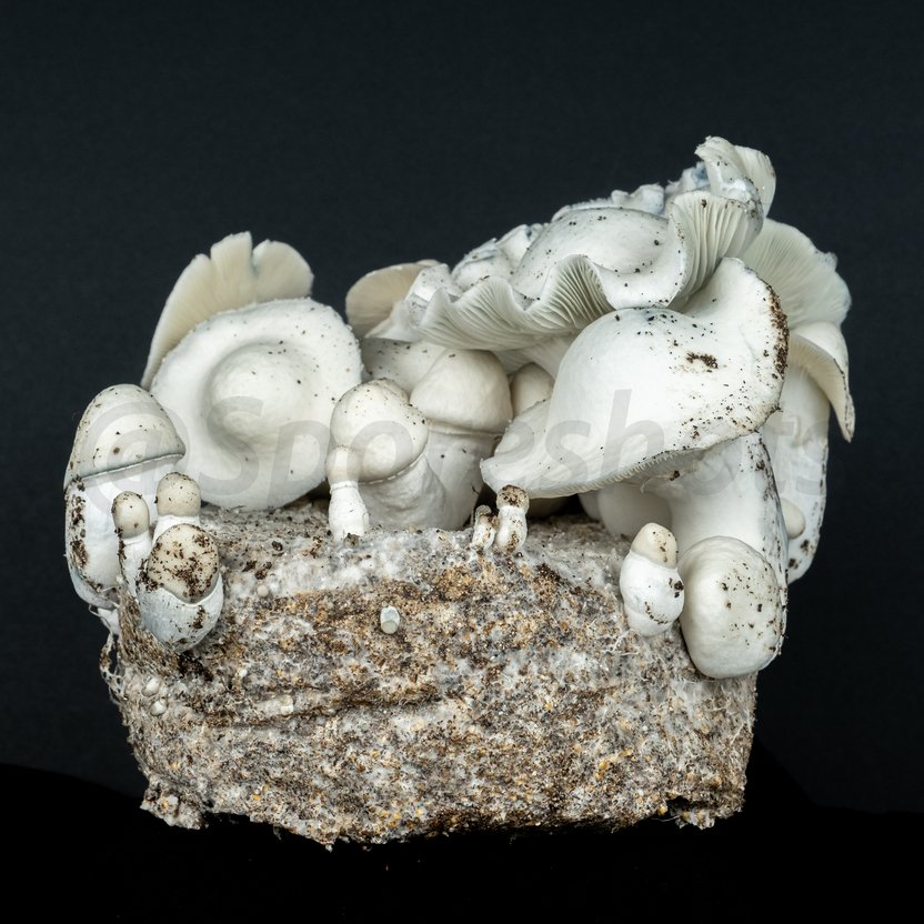 A Guide to Growing Mushrooms for Beginners