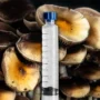 Inca Stargazer mushroom spore syringe