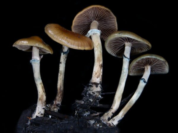 Psilocybe Stuntzii spore print. Wood Lovers united