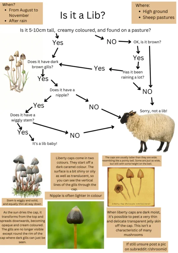 liberty cap identification diagram