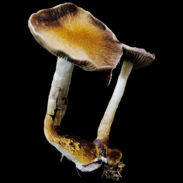 Purple Mystic Mushroom