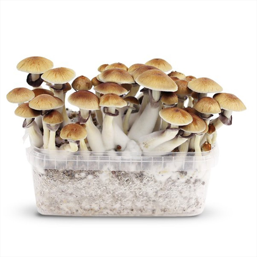 The Malabar Strain: A Psilocybin Mushroom