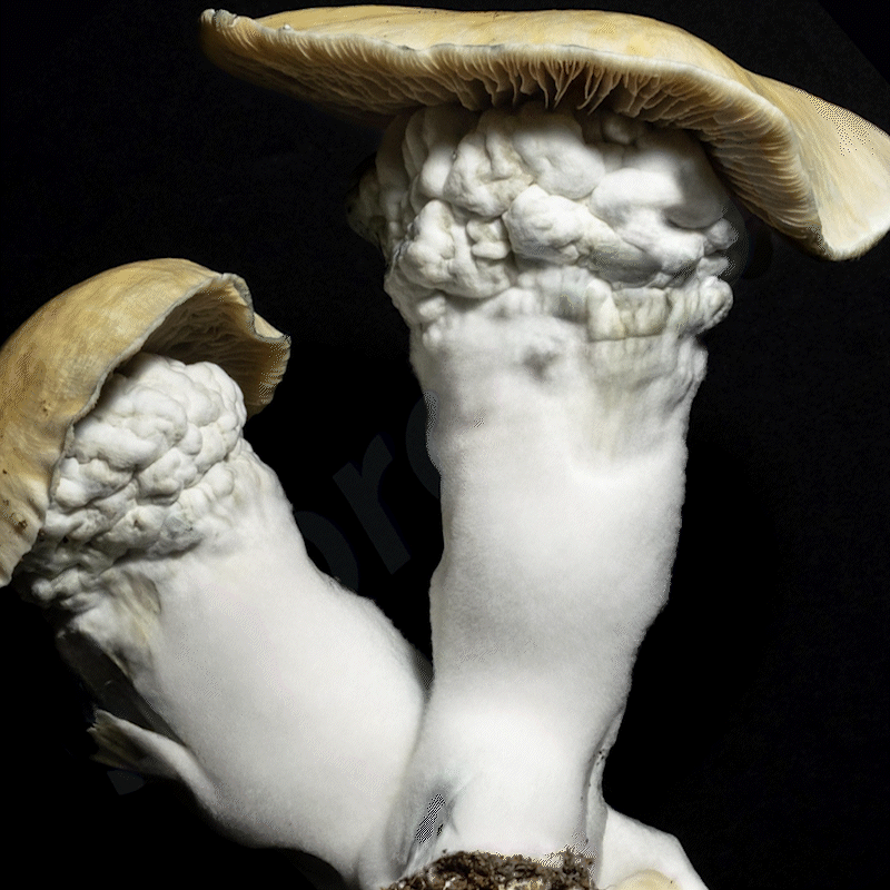 Golden Teacher Vs. Penis Envy Mushroom