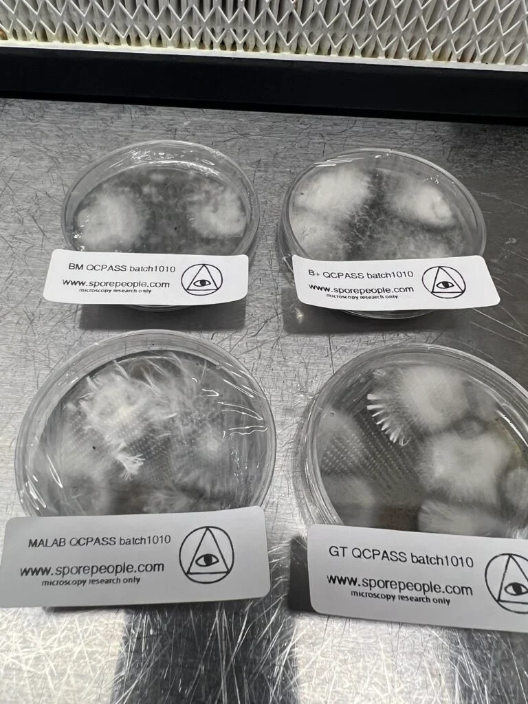 Mushroom Mycology 101: How to incubate your agar plates, grain bags, fruiting bags, cold slants, and anything in between. 2 mycelium growth on agar plate
