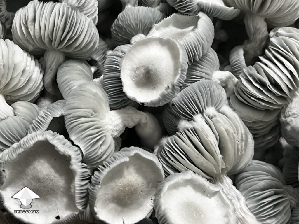 allnape mushroom derived from natalensis
