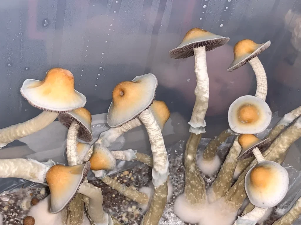 yellow umbo mushroom from natalensis